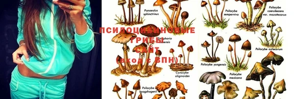 PSILOCYBIN Арсеньев